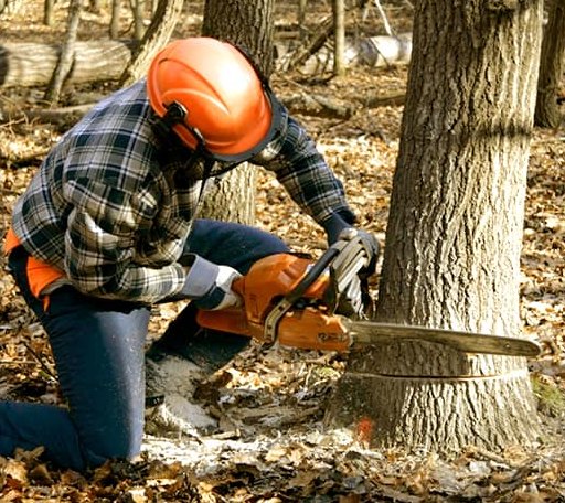 Tree Removal in Shutesbury, MA